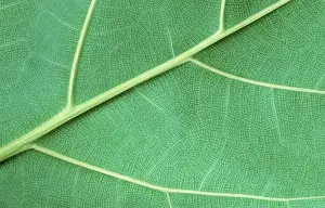 Green Plant Details Impressions: Leaf detail
