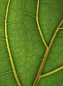 Geometric Floral Decoration Impressions: Leaf detail