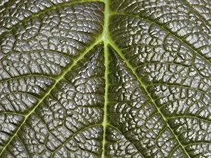 Detailed Nature Image Impressions: Leaf detail