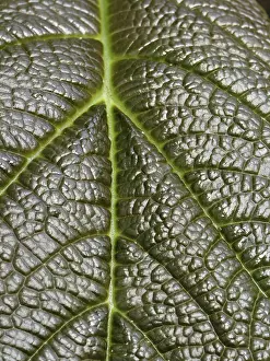 No People Close Up Shot Impressions: Leaf detail