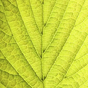 Deserted Tree Environment Impressions: Leaf background very close up for design