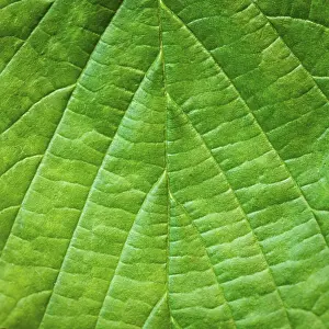 Deserted Tree Environment Impressions: Leaf background very close up for design