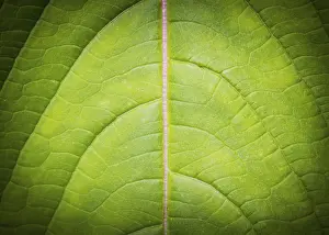 Macro Photography Impressions: Leaf background and texture low key macro