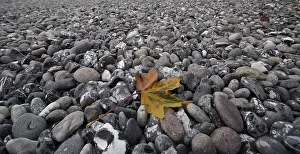 Colorful Autumn Leaf Impressions: Leaf on the beach