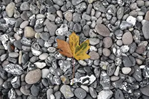 Colourful Autumn Leaves Impressions: Leaf on the beach