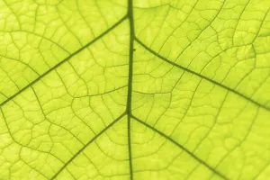 Close Up Leaf View Impressions: Leaf from below, leaf structure, detail view