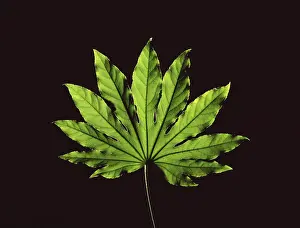 Studio Plant Photography Impressions: Leaf in front of a black backdrop