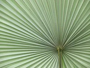 Leaf Structure Impressions: Leaf, leaf structure, leaf structures