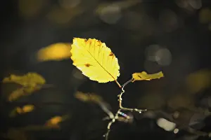 Atmospheric Backlight Shots Impressions: Leaf against the light