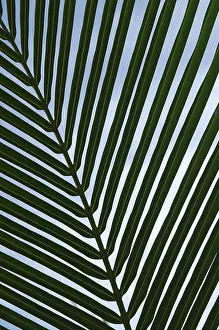 Jungle Vegetation Impressions: Leaf of a palm tree