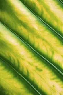 Close Up Macro Photos Impressions: Leaf structure