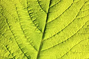Detailed Botanical Photography Impressions: Leaf structure, close-up
