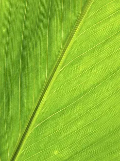 Green Leaf Structure Impressions: LEAF, STRUCTURE, LEAF STRUCTURES