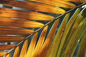 Deserted Plant Scene Impressions: LEAF, STRUCTURE, LEAF STRUCTURES