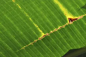 Deserted Open Air Scene Impressions: LEAF, STRUCTURE, LEAF STRUCTURES