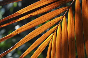 Leaf Structure Impressions: LEAF, STRUCTURE, LEAF STRUCTURES
