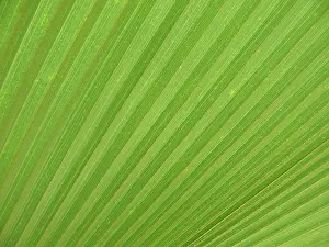 Green Leaf Structure Impressions: LEAF, STRUCTURE, LEAF STRUCTURES
