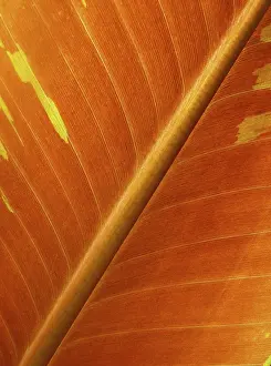 Deserted Open Air Photography Impressions: LEAF, STRUCTURE, LEAF STRUCTURES