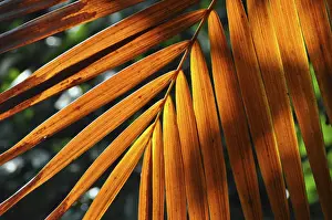 Leaf Structure Impressions: LEAF, STRUCTURE, LEAF STRUCTURES