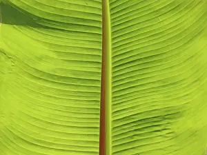 Green Leaf Structure Impressions: LEAF, STRUCTURE, LEAF STRUCTURES