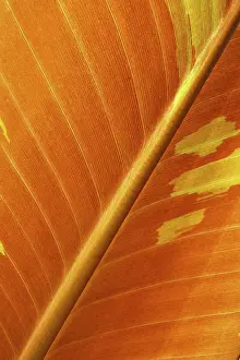Leaf Structure Impressions: LEAF, STRUCTURE, LEAF STRUCTURES