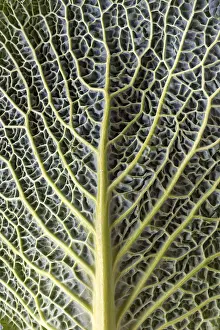 Vegetable Plant Photography Impressions: Leaf structure of a vegetable cabbage (Brassica oleracea var)