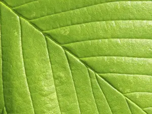 Leaf Structure Impressions: Leaf structures, leaf, leaf vein
