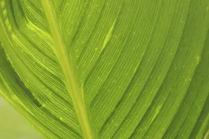 Deserted Plant Life Impressions: Leaf structures, leaf structure