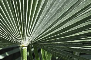 Palm Leaf Structure Impressions: Leaf structures, leaf, structure