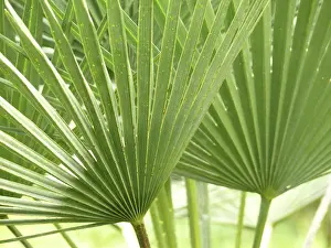 Deserted Plant Life Impressions: Leaf structures, leaf structure