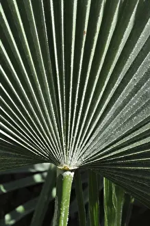 Green Leaf Veins Impressions: Leaf structures, leaf, structure