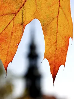 Deserted Plant Structure Impressions: Leaf and tower