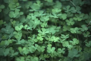 Four Leaf Clover Impressions: Four leafed clover