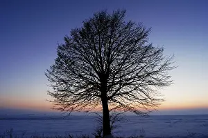 Deciduous Trees In Winter Impressions: Leafless tree