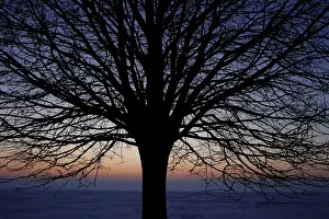 Cold Winter Scene Impressions: Leafless tree