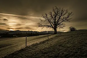 Backlighting Nature Photography Impressions: Leafless tree in front of a dramatic sky with Alpine chain in the background