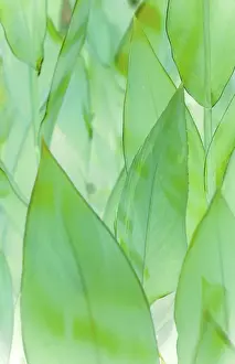 Macro Leaf Photography Impressions: Leafs