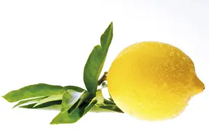 Live Healthy Balanced Diet Impressions: Lemon