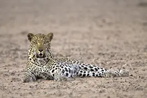 Mammalian Predators Impressions: Leopard