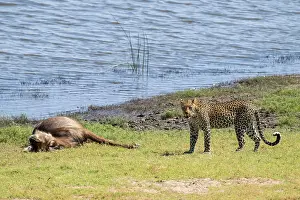 Predator And Prey Relationship Impressions: Leopard (Panthera pardus) with kill