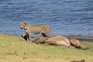 Predator Animal Behavior Impressions: Leopard (Panthera pardus) with kill