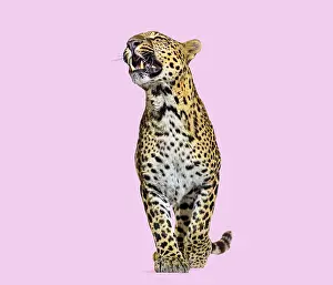Predator Animal Behavior Impressions: Leopard snarling with baring teeth standing on a solid pink background