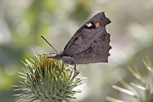 Flower Visit Impressions: Libythea celtis, hackberry moth