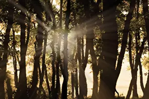 Forested Countryside Landscapes Impressions: The light in the forest