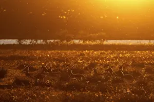 Cervus Elaphus Impressions: In the light of the setting sun