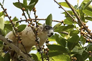 Eastern Fox Squirrel Habitat Impressions: Light tan fox squirrel Sciurus niger eats berries out of a tree in Naples