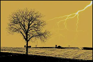 Deciduous Tree Silhouette Impressions: Lightning and tree