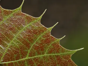 Deciduous Tree Impressions: Lime tree