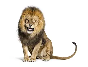 Wildcat Photography Impressions: Lion pulling a face and looking at the camera
