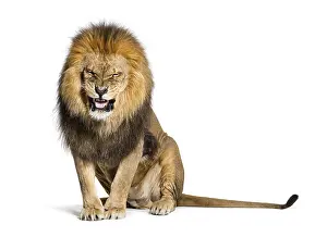Lion Studio Shot Impressions: Lion pulling a face and looking at the camera